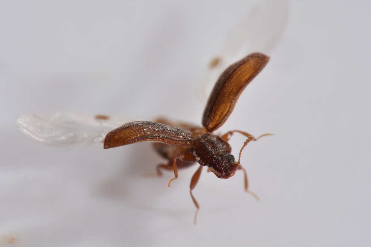 Latridiidae: Stephostethus sp?  S, S. angusticollis e Latridius minutus (cfr.)